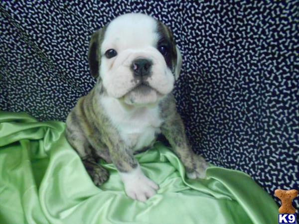 English Bulldog Puppies in NY